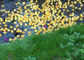 Kačky dopluly do cíle